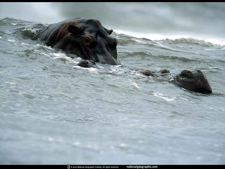 National Geographic Wallpapers 032_jpg